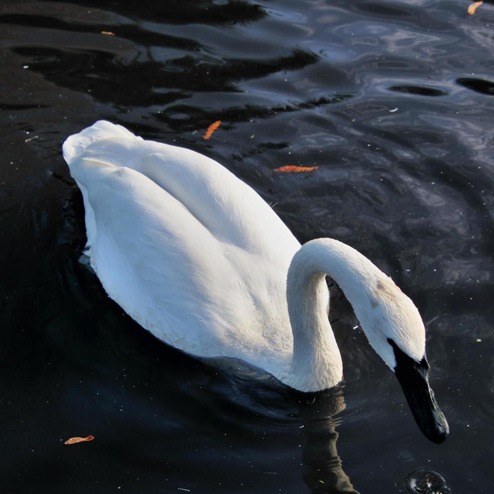 A close up of a Trumpeter Swan on the water photo