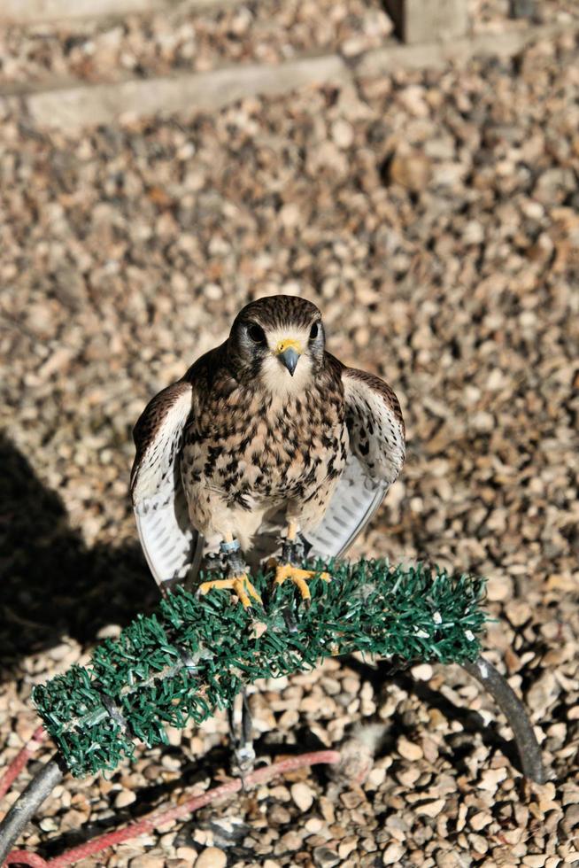 A close up of a Kestrel photo