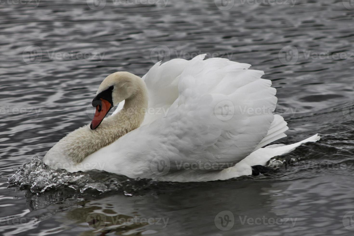 A close up of a Mute Swan photo