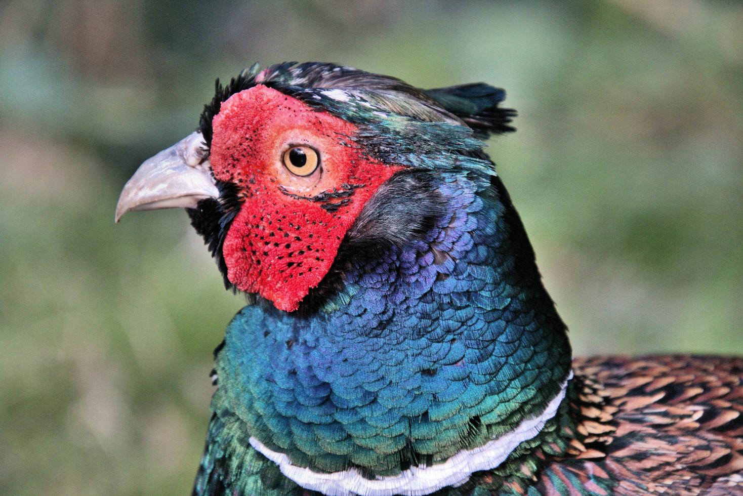 A close up of a Pheasant photo