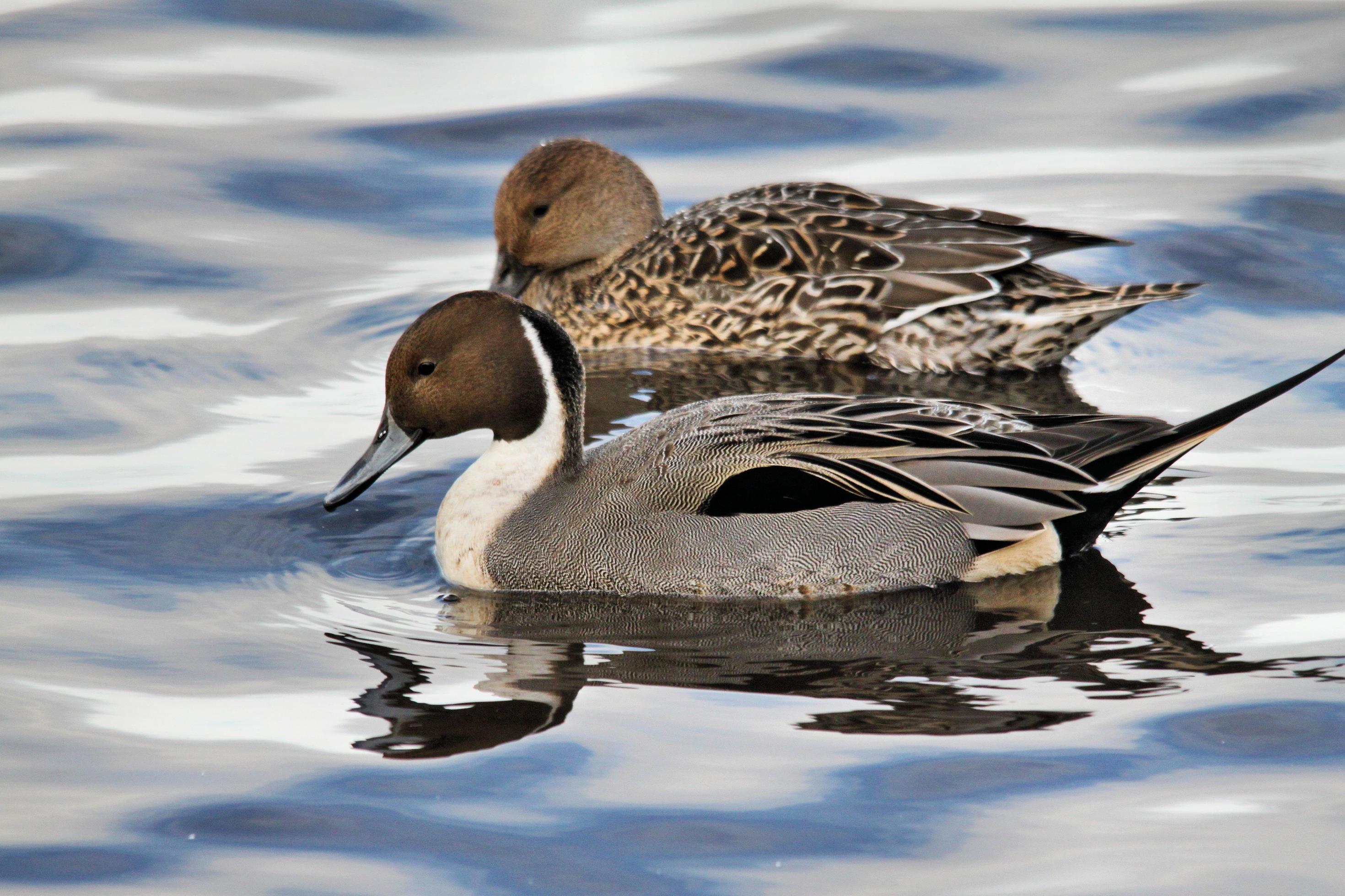 A view of a Pintail Duck 7966956 Stock Photo at Vecteezy