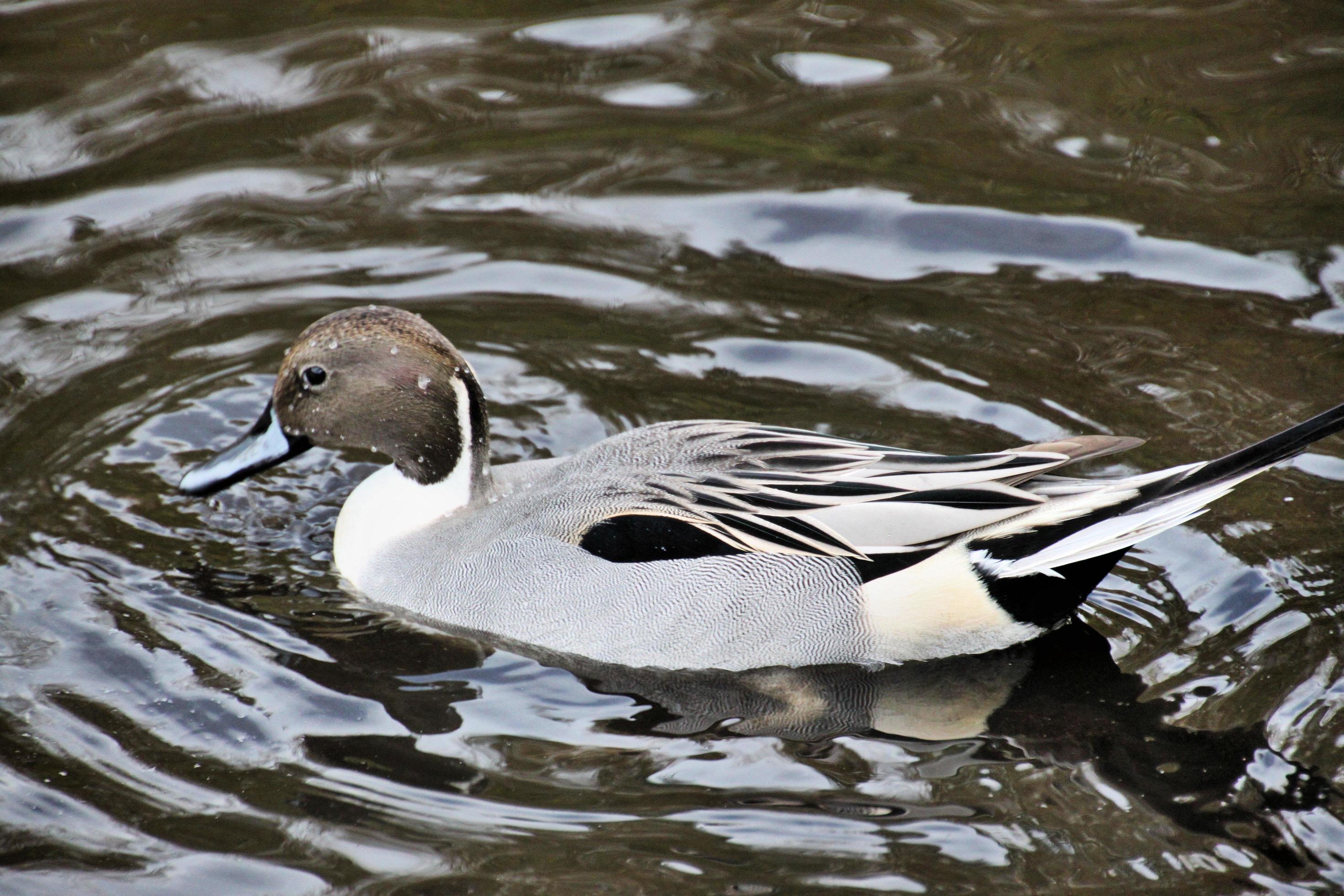A view of a Pintail Duck 7966957 Stock Photo at Vecteezy