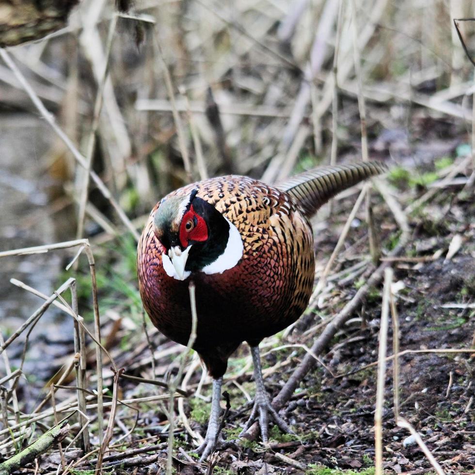 A close up of a Pheasant photo