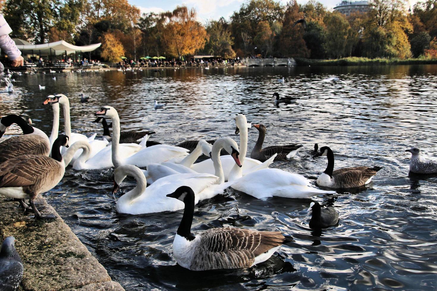 una vista de algunos cisnes y patos en wwt martin mere foto