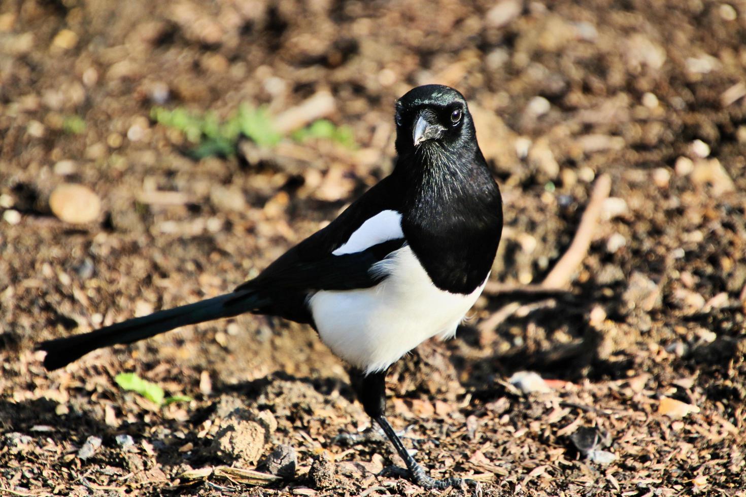 A close up of a Magpie photo