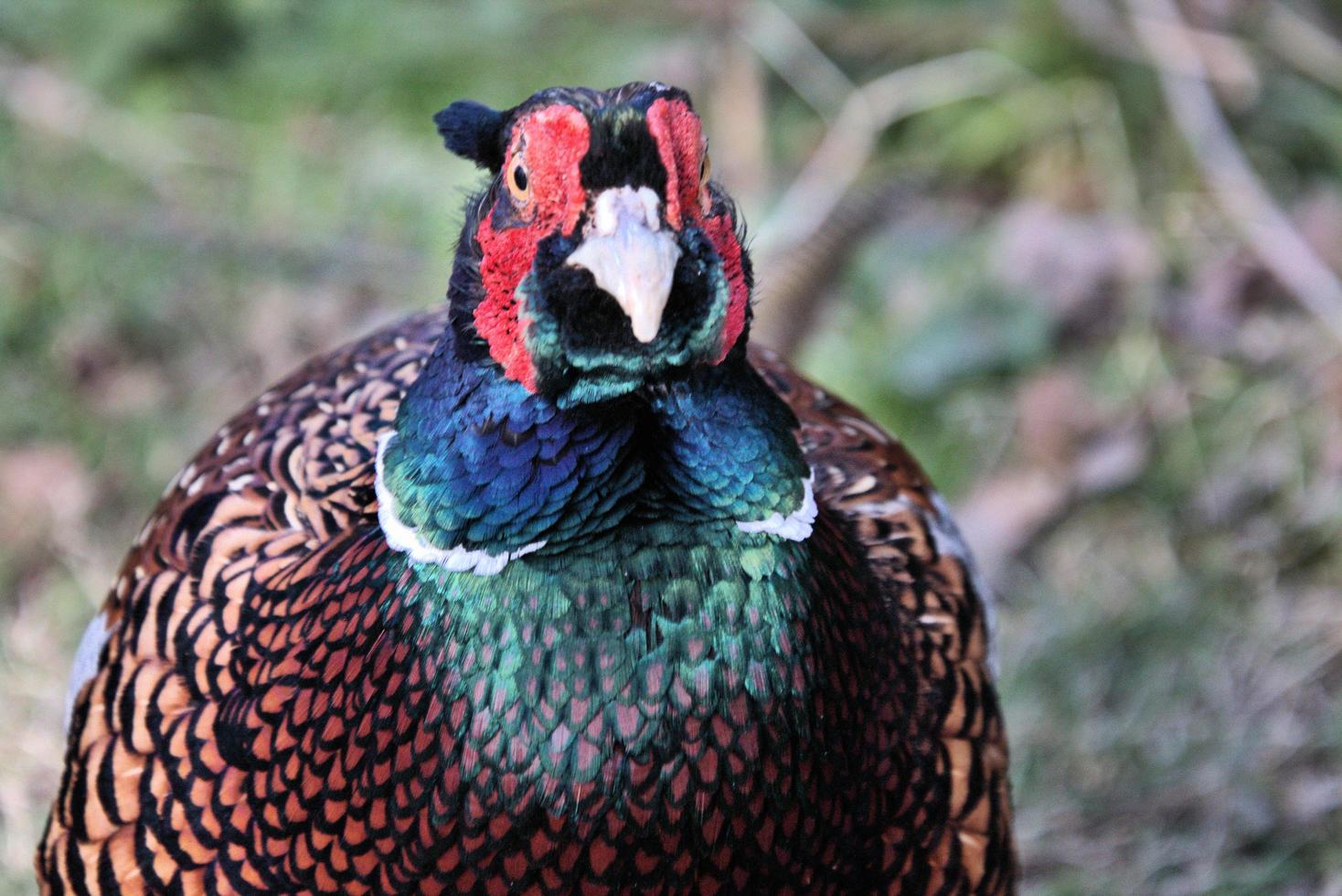 A close up of a Pheasant photo