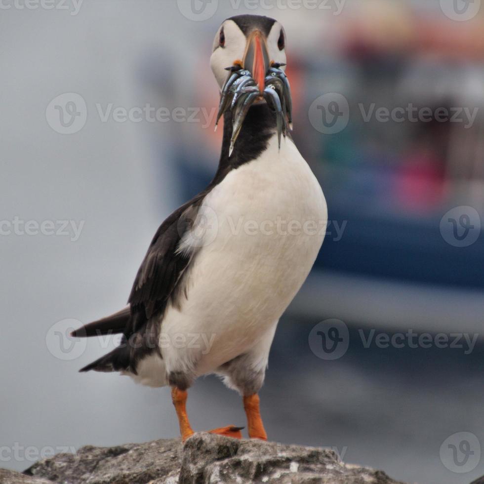 A view of a Puffin with Sand Eels on Farne Islands photo