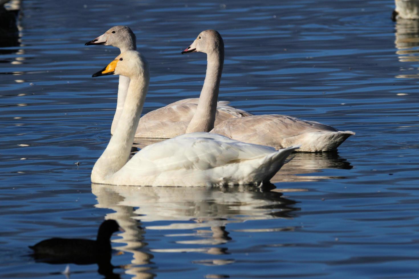 A close up of a Whooper Swan on the water photo