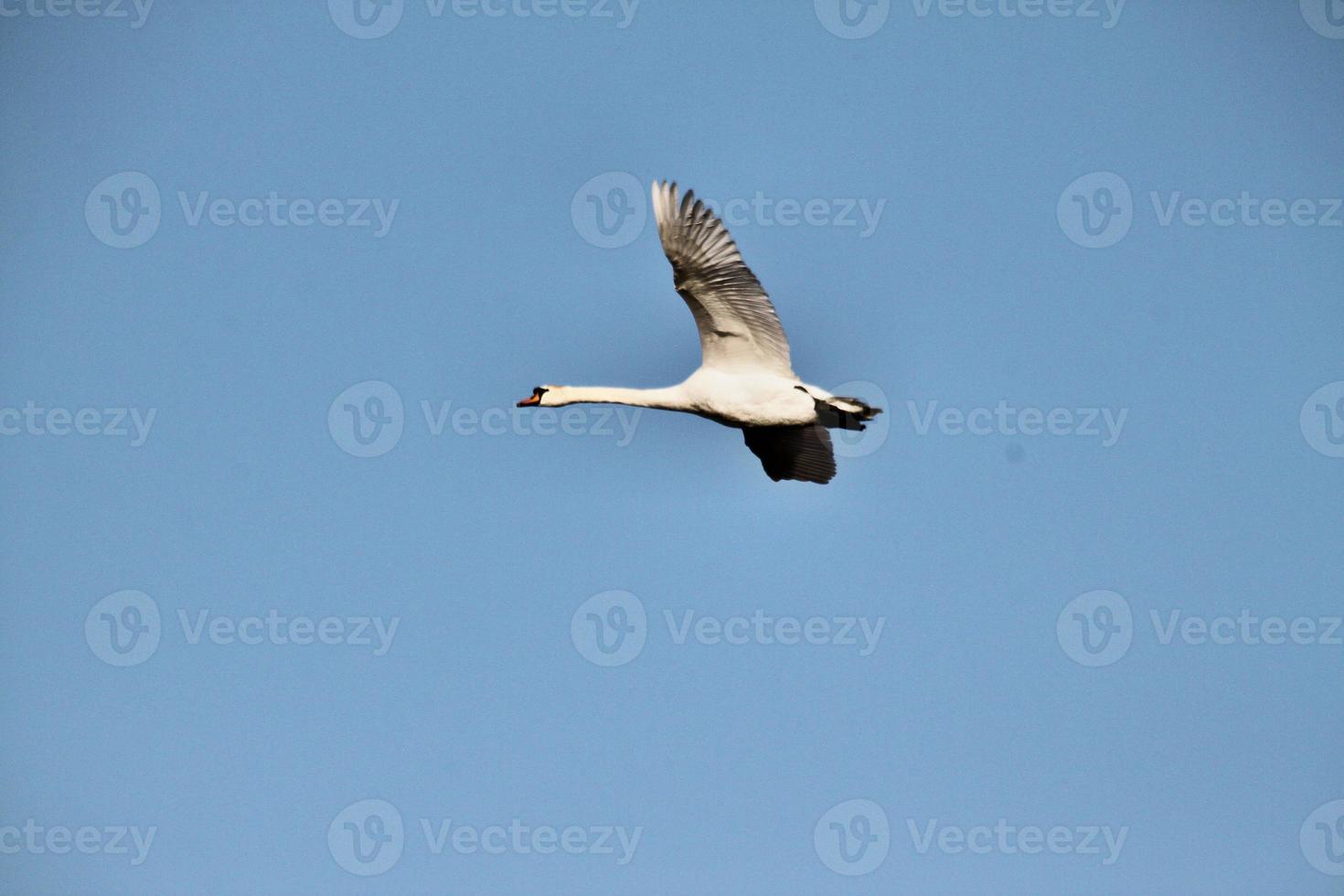 A view of a Mute Swan photo