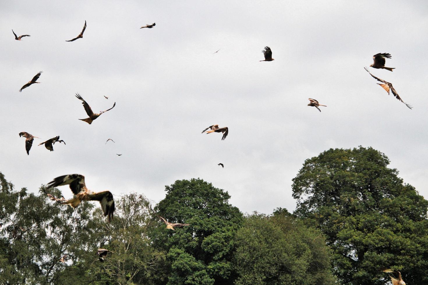 A close up of a Red Kite photo