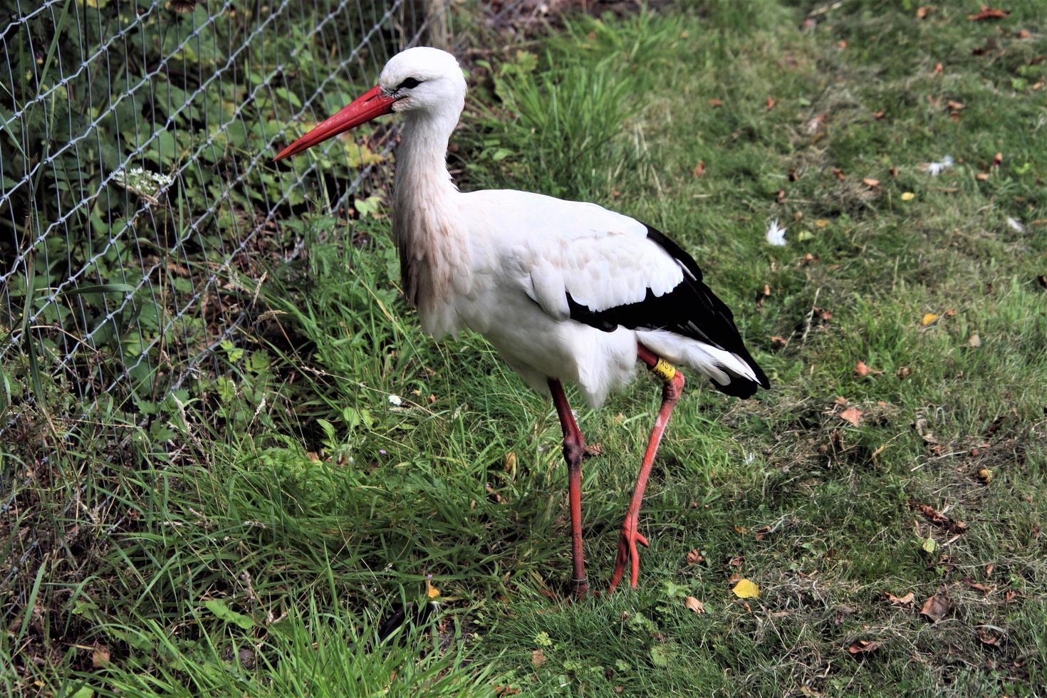 A close up of a White Stork photo