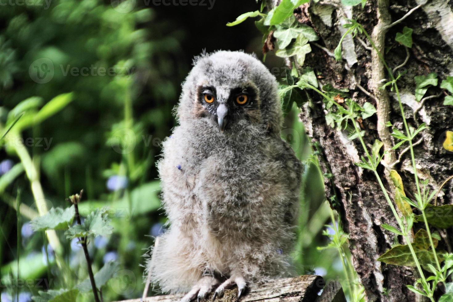 A close up of a baby Long Eared Owl photo