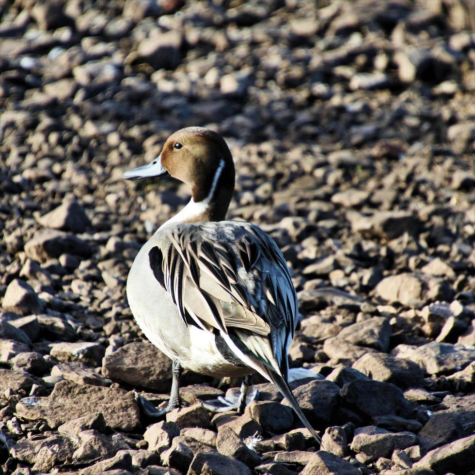 A view of a Pintail Duck 7967397 Stock Photo at Vecteezy