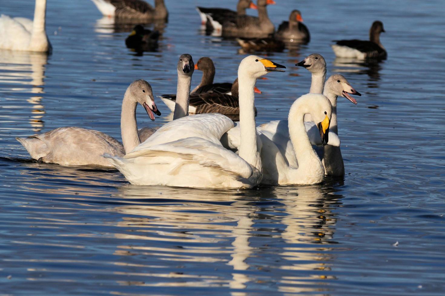 A close up of a Whooper Swan on the water photo