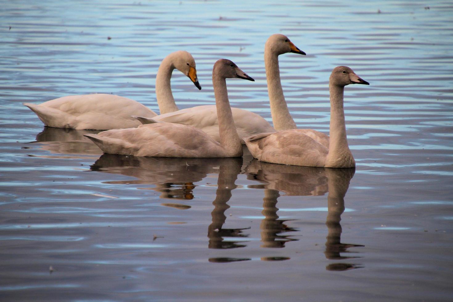 A close up of a Whooper Swan on the water photo