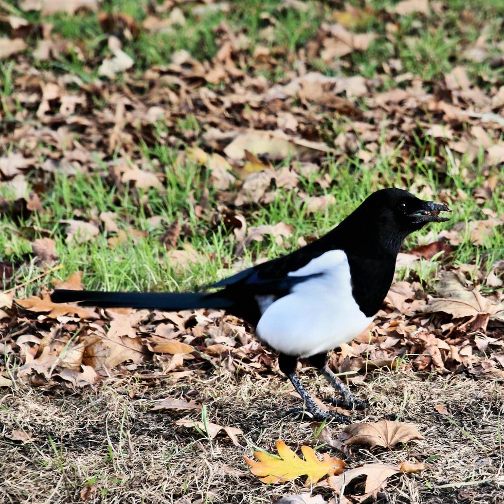 A close up of a Magpie photo