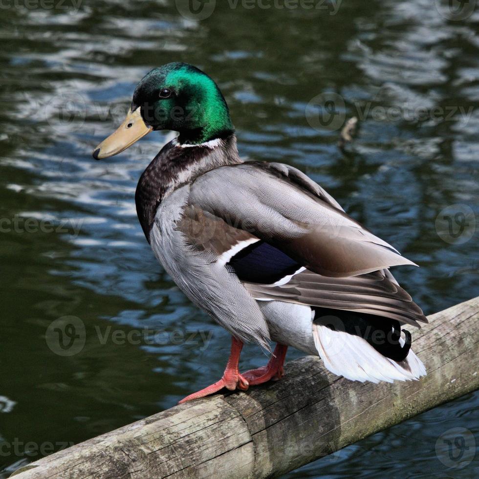 un primer plano de un pato real foto