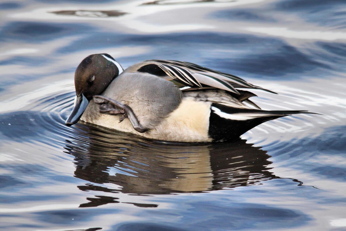 A view of a Pintail Duck 7967620 Stock Photo at Vecteezy