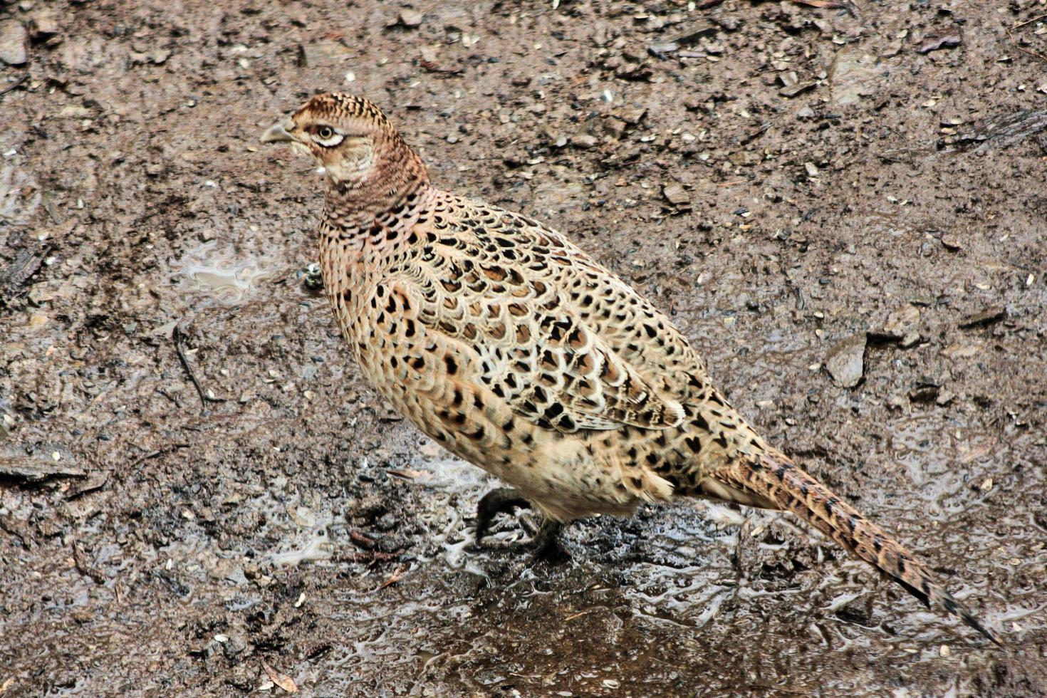 A close up of a Pheasant photo