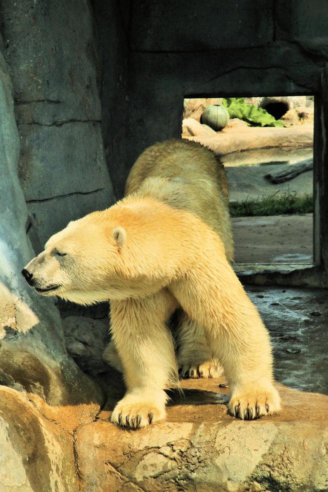 A close up of a Polar Bear photo