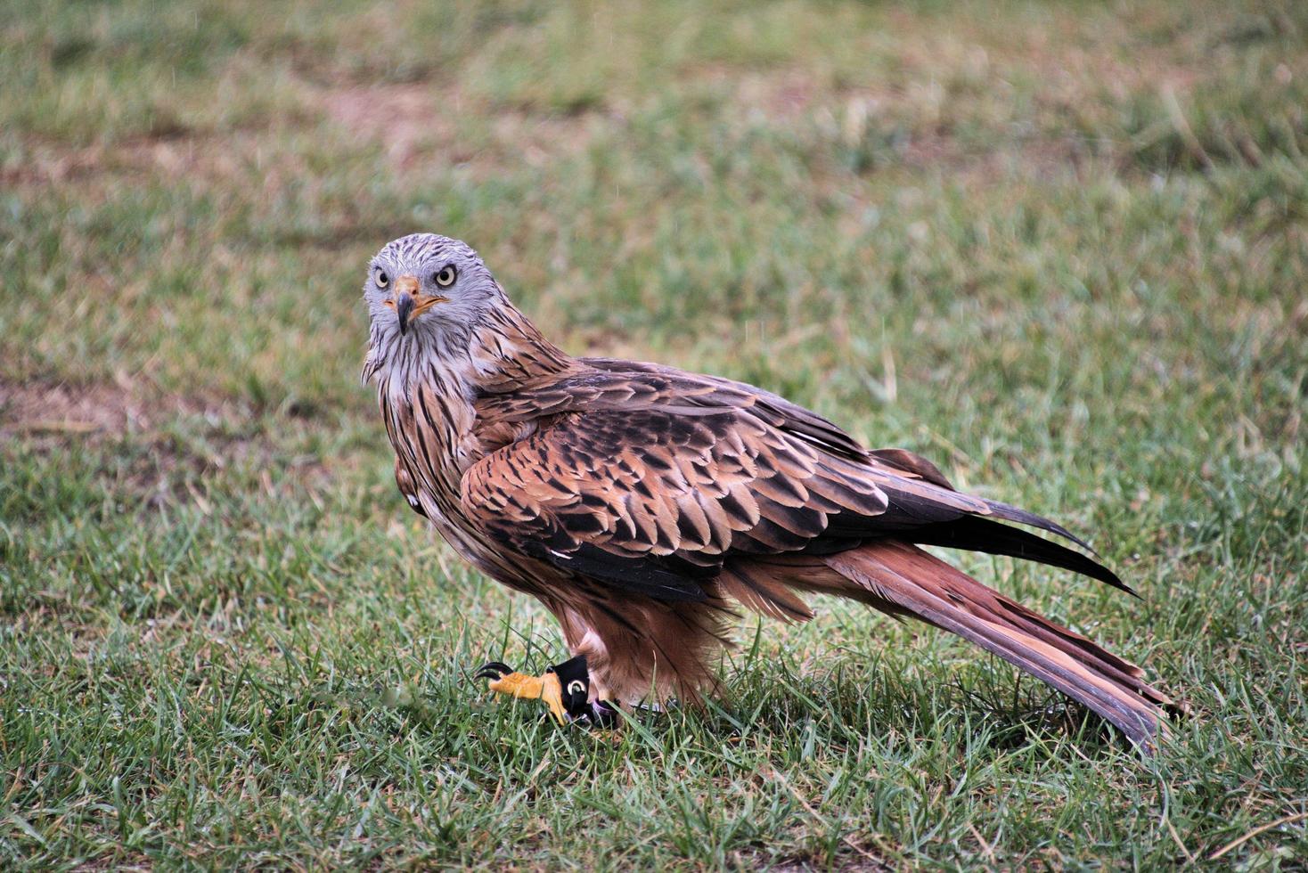 A close up of a Red Kite photo