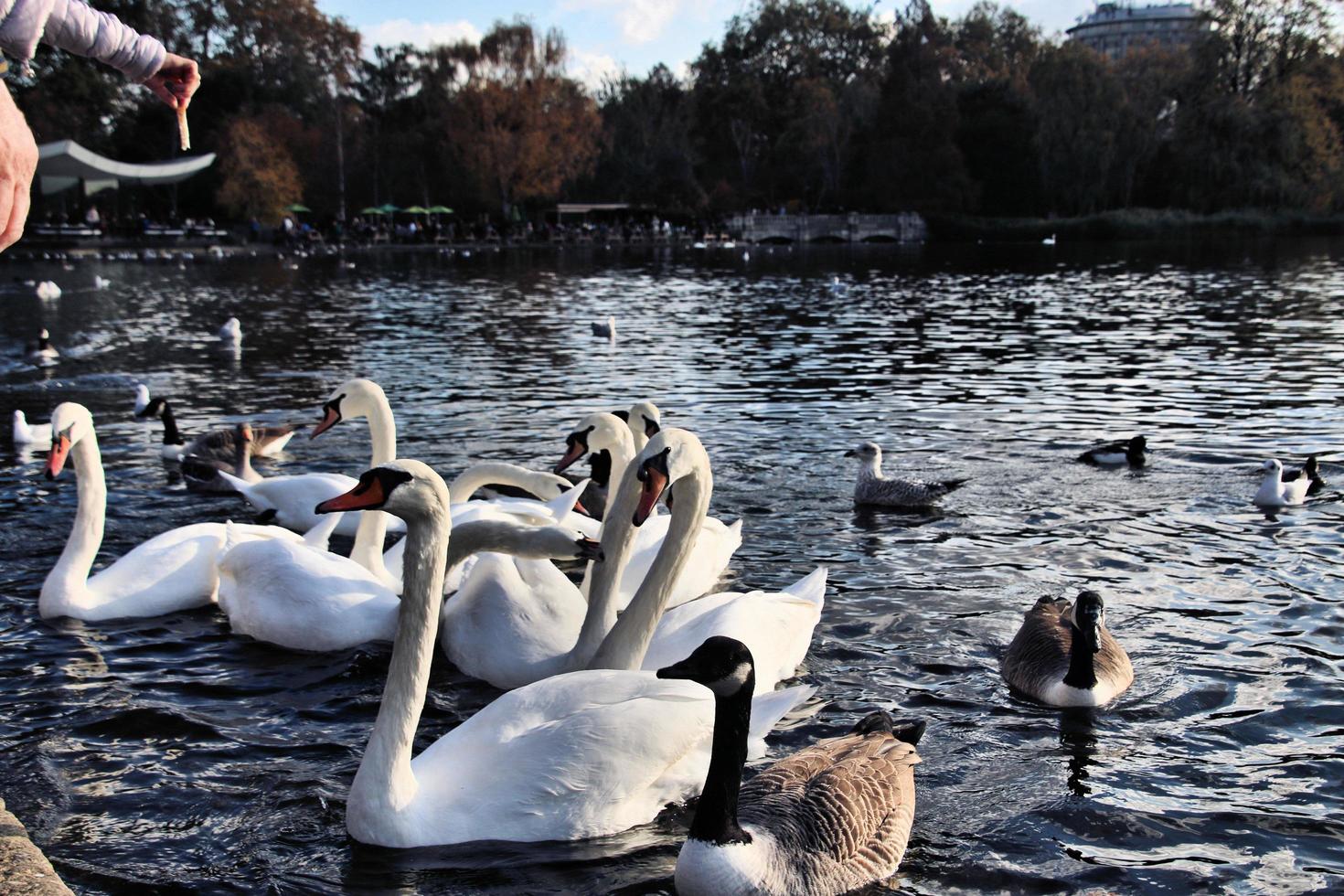 A view of some Swans and Ducks at WWT Martin Mere photo