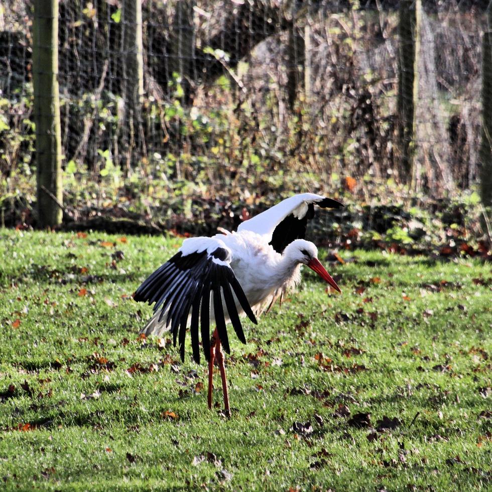 A close up of a White Stork photo