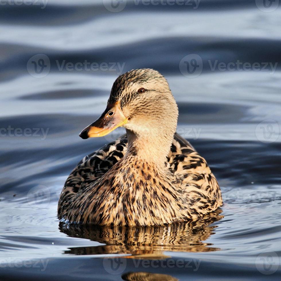 A close up of a Mallard Duck photo