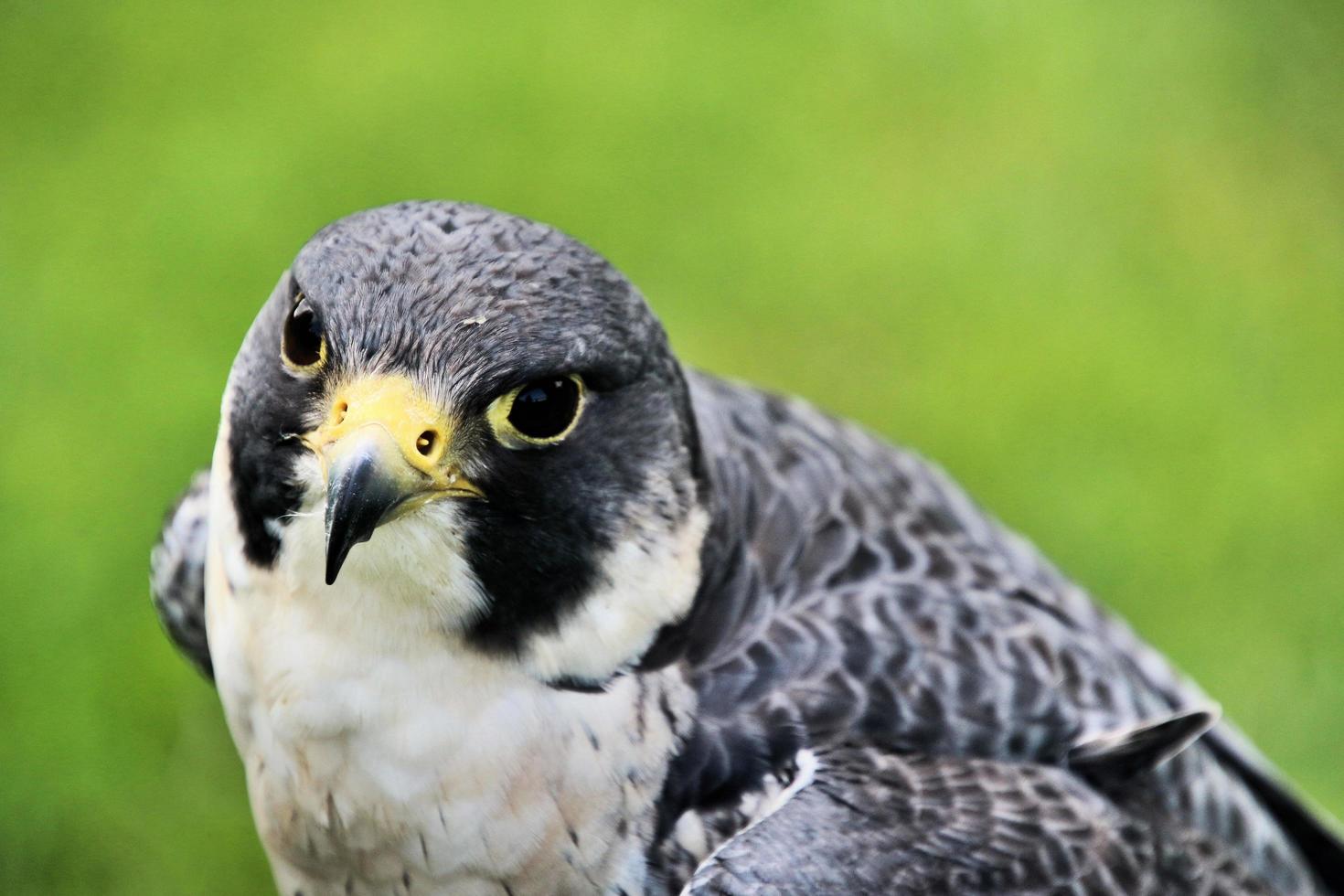 A close up of a Pergrine Falcon photo