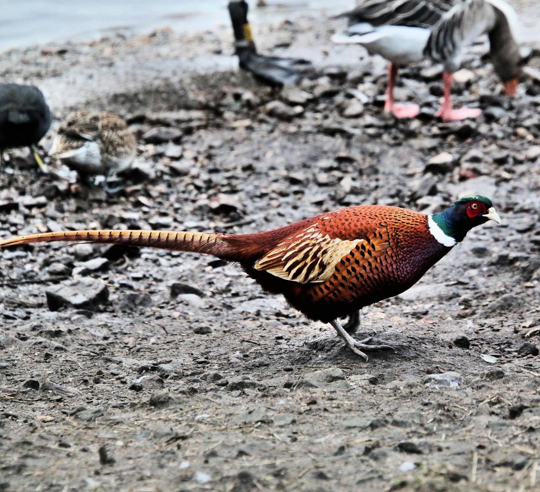 A close up of a Pheasant photo