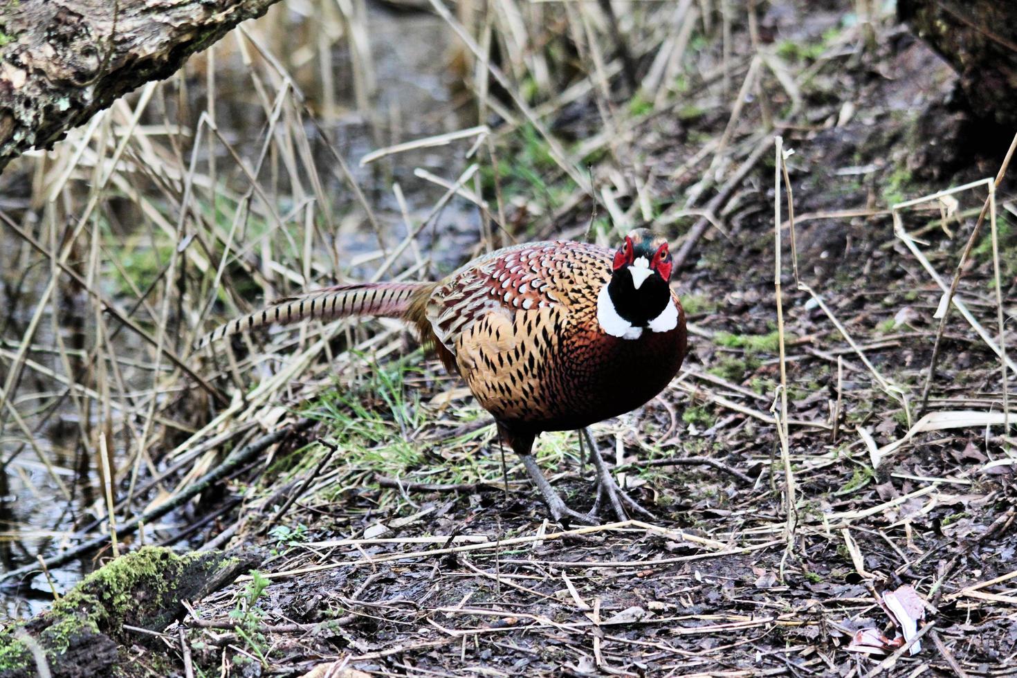 A close up of a Pheasant photo