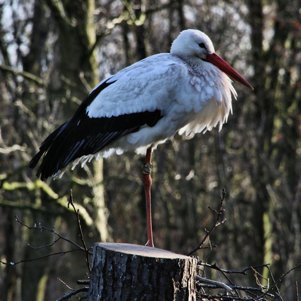 A close up of a White Stork photo