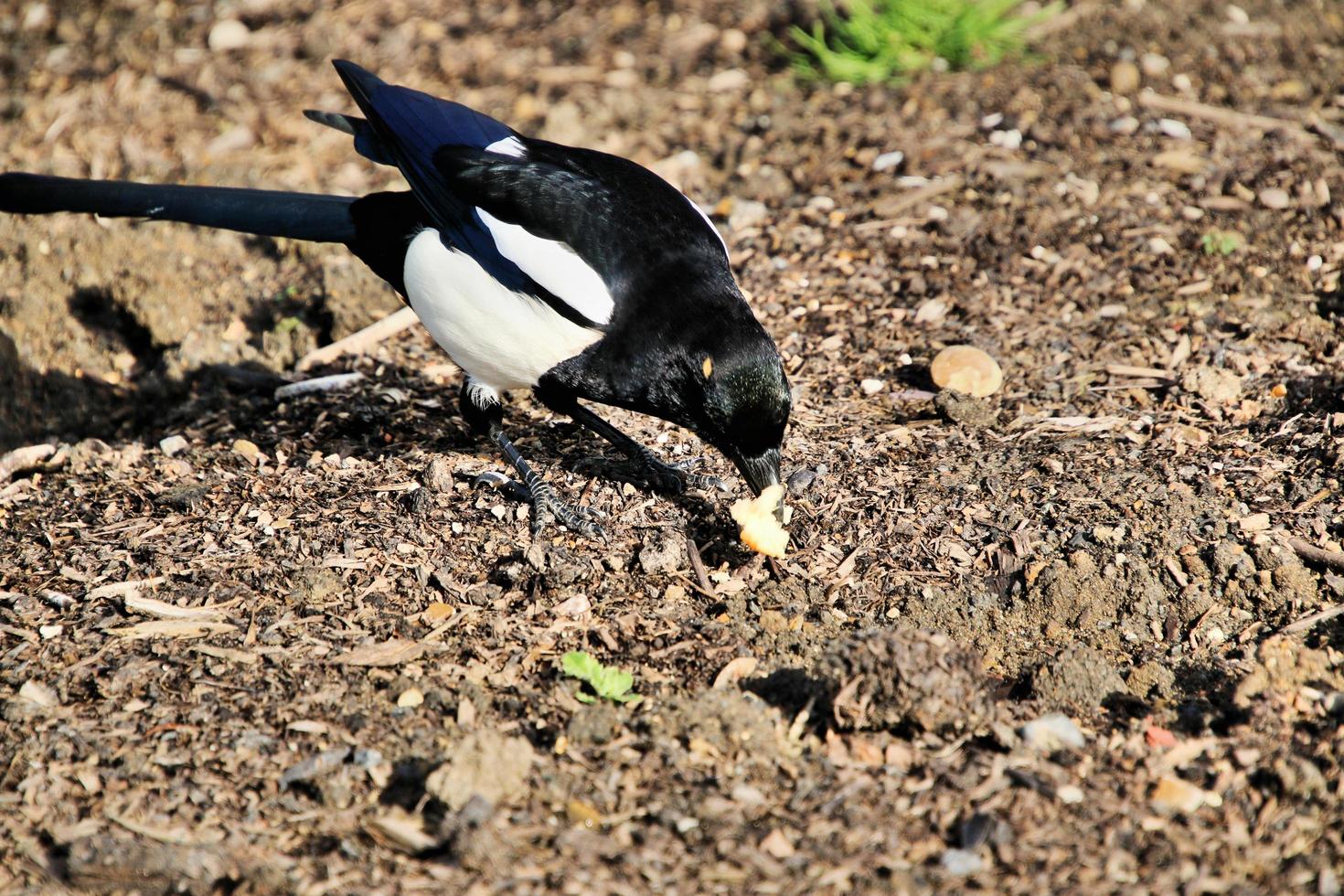 A close up of a Magpie photo