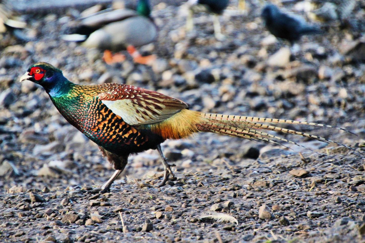 A close up of a Pheasant photo