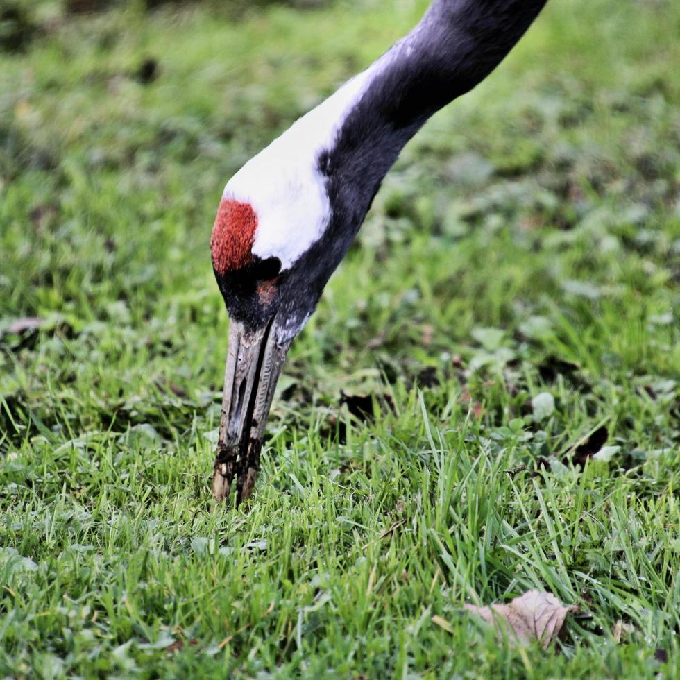 A close up of a Red Crowned Crane photo