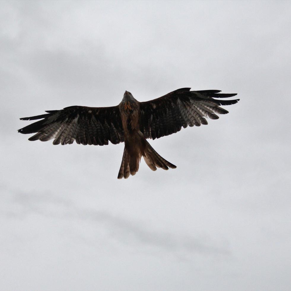 A close up of a Red Kite photo