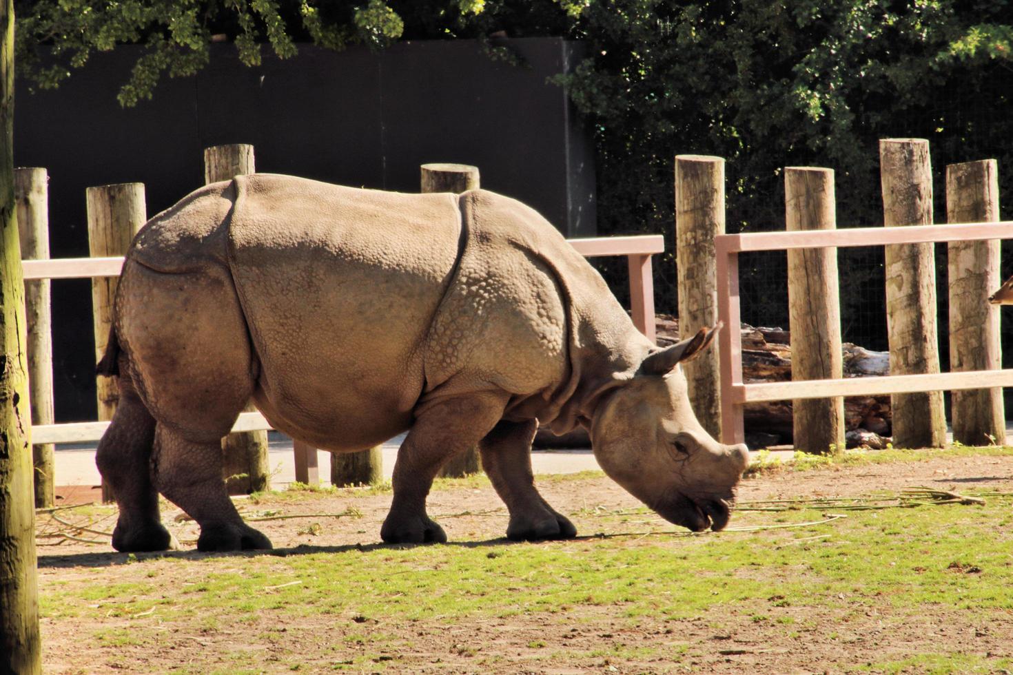 A close up of a Rhino photo