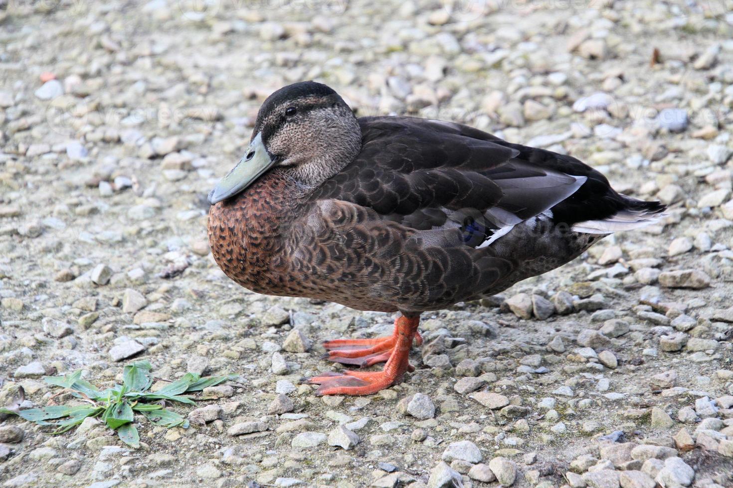 un primer plano de un pato real foto