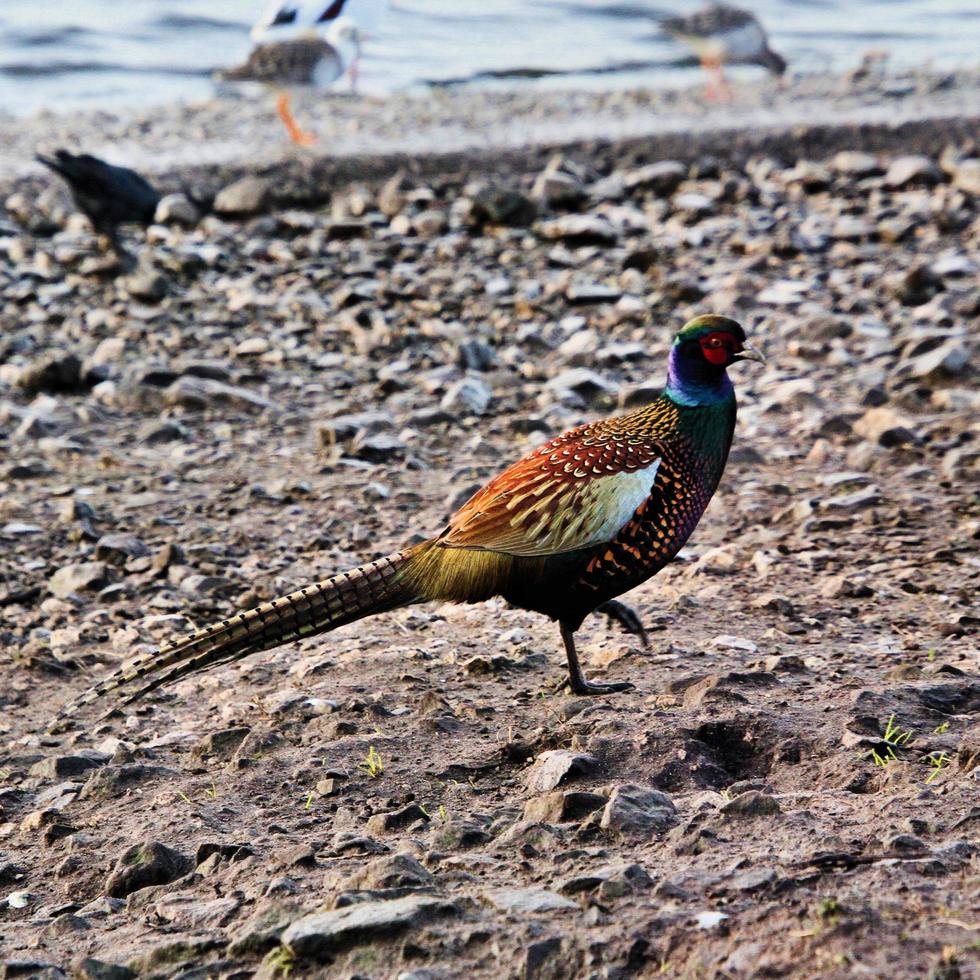 A close up of a Pheasant photo