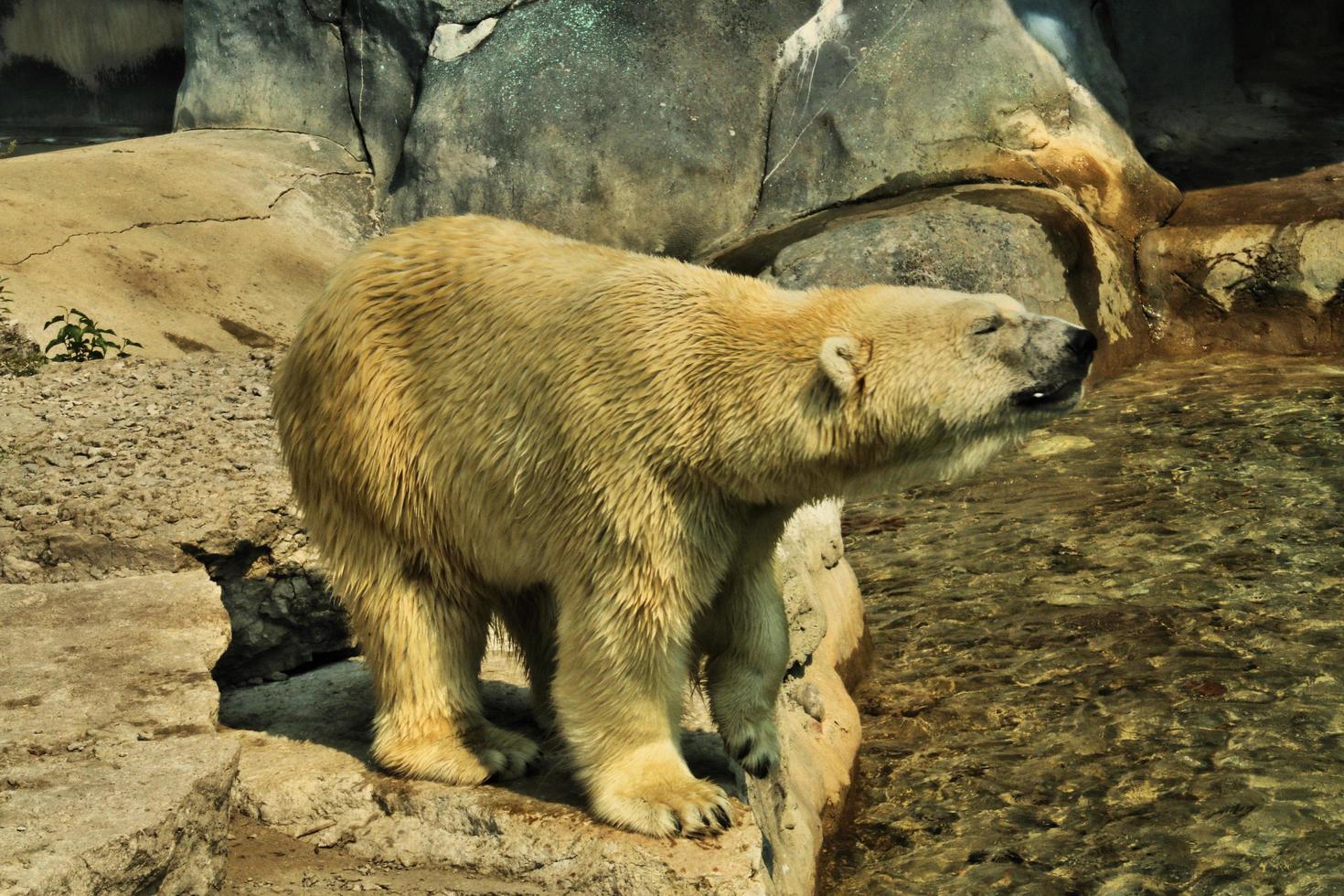 A close up of a Polar Bear photo