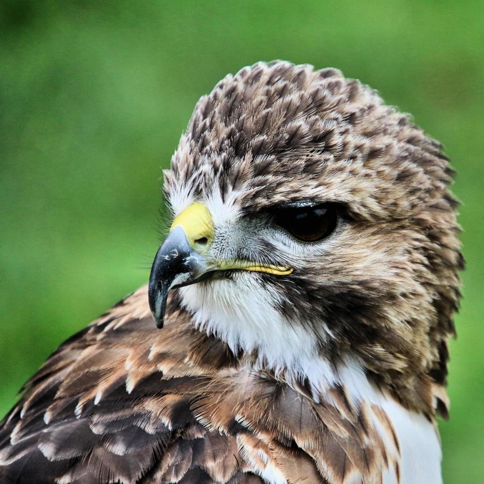 A close up of a Red Tailed Buzzard photo