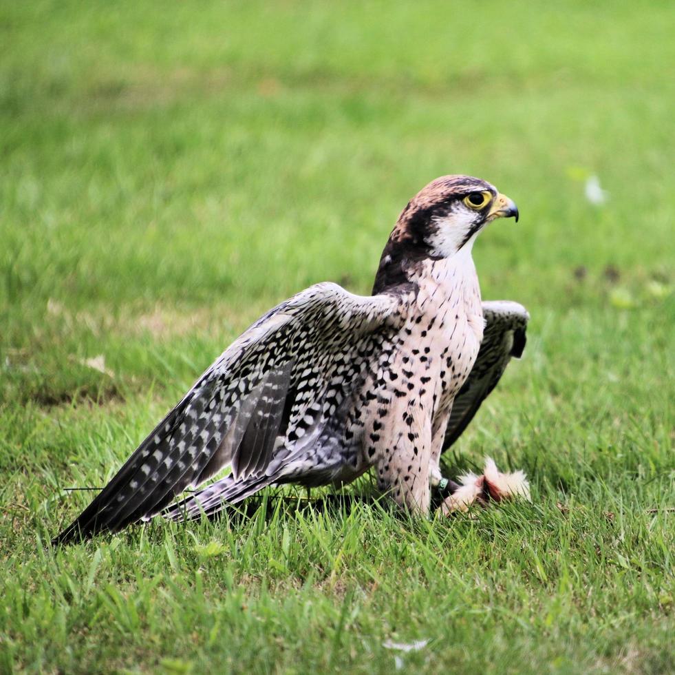 A close up of a Lanner Falcon photo