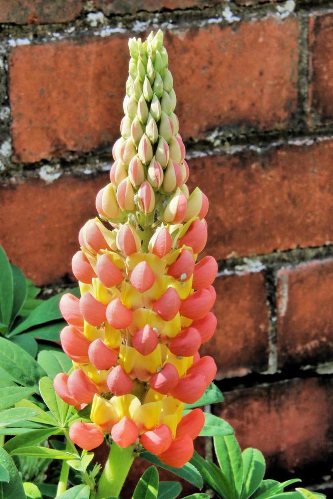 A close up of a Lupin photo