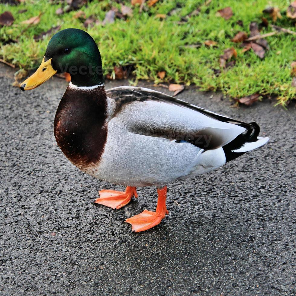 A close up of a Mallard Duck photo