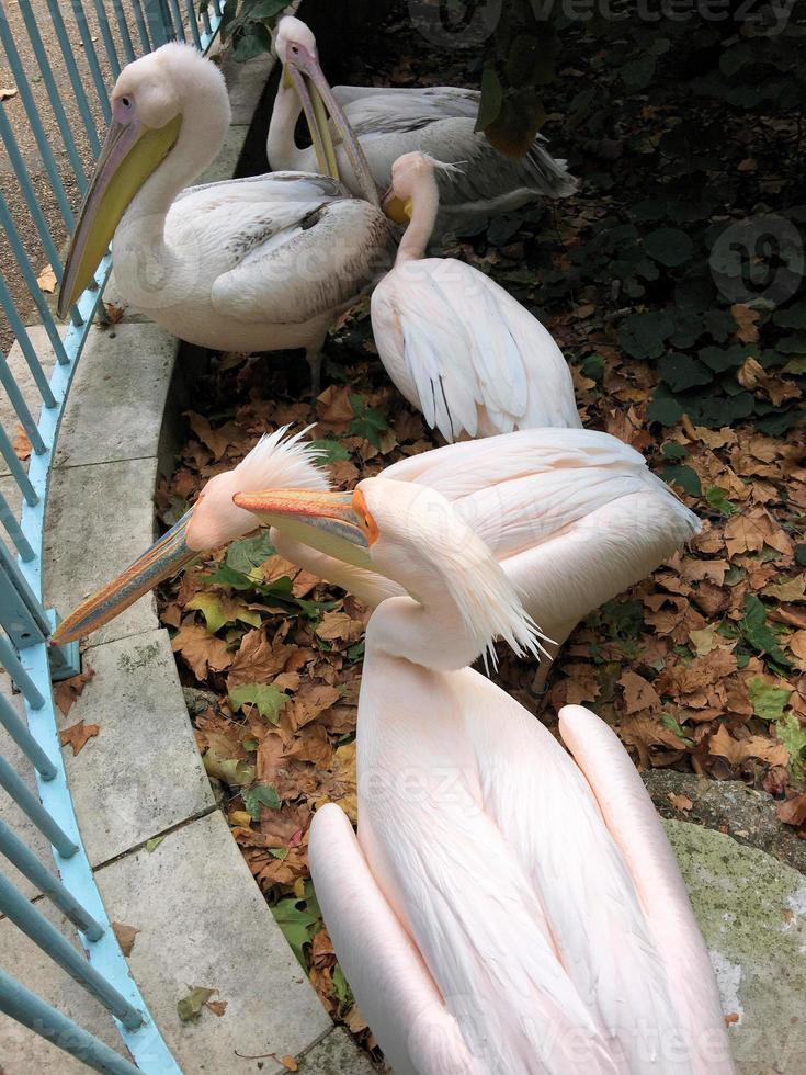 A view of a Pelican in London photo