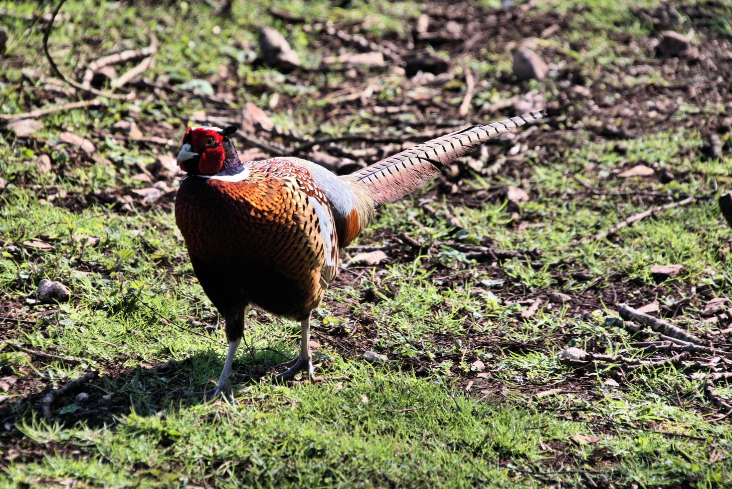 A close up of a Pheasant photo