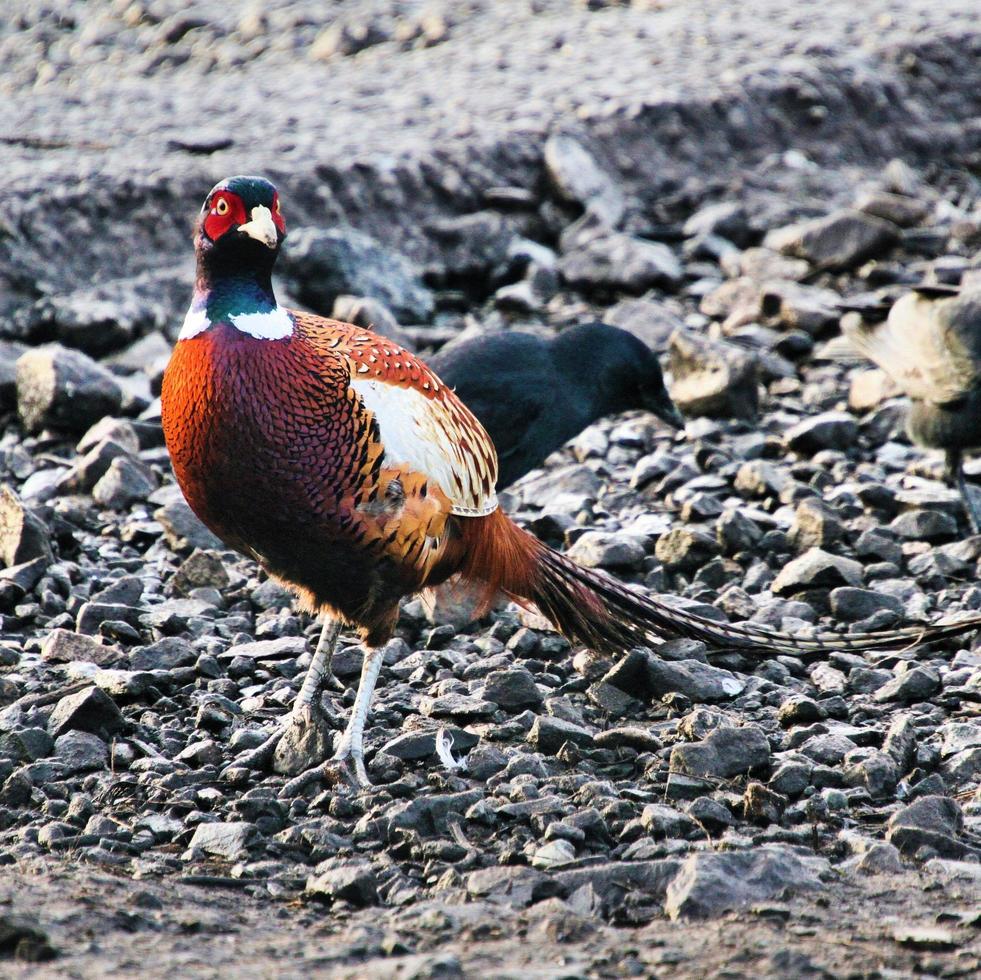 A close up of a Pheasant photo