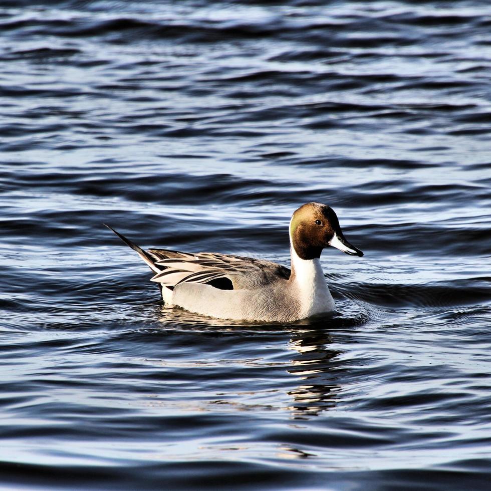 A view of a Pintail Duck 7968201 Stock Photo at Vecteezy