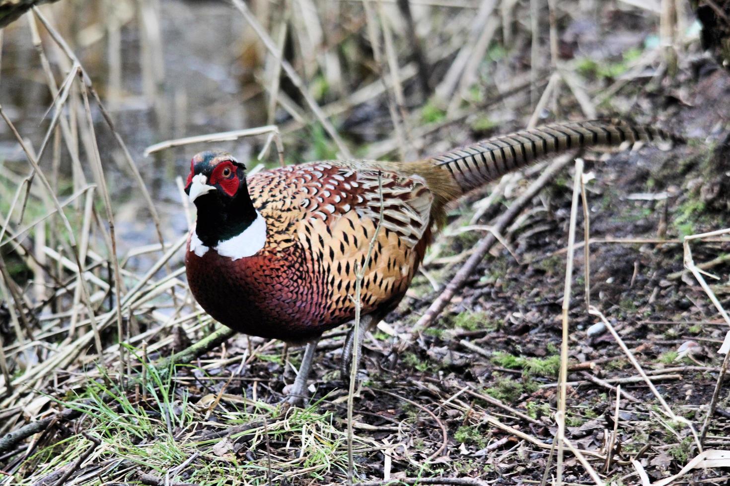 A close up of a Pheasant photo