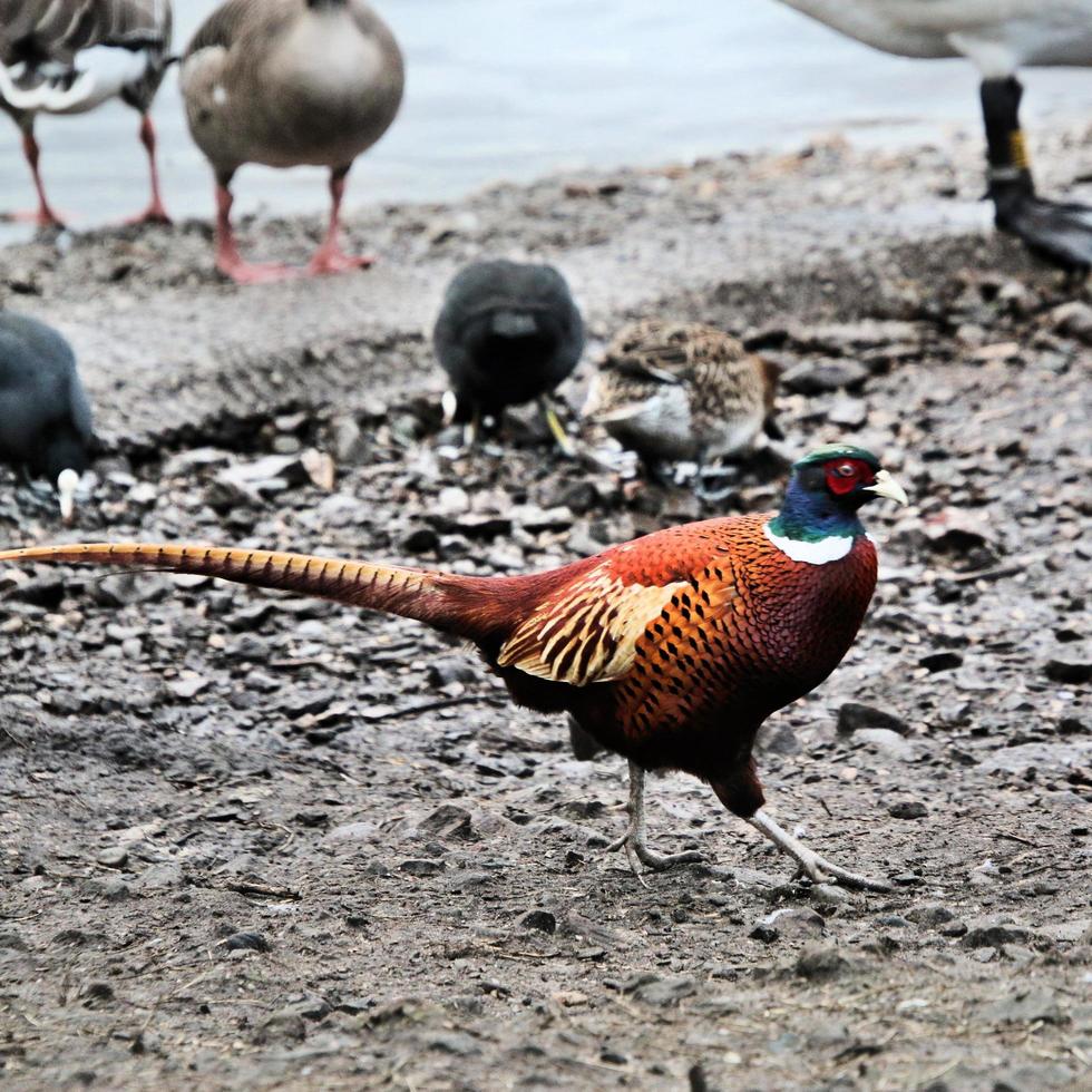 A close up of a Pheasant photo